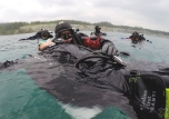 Rescue Diver – дайвер спасатель